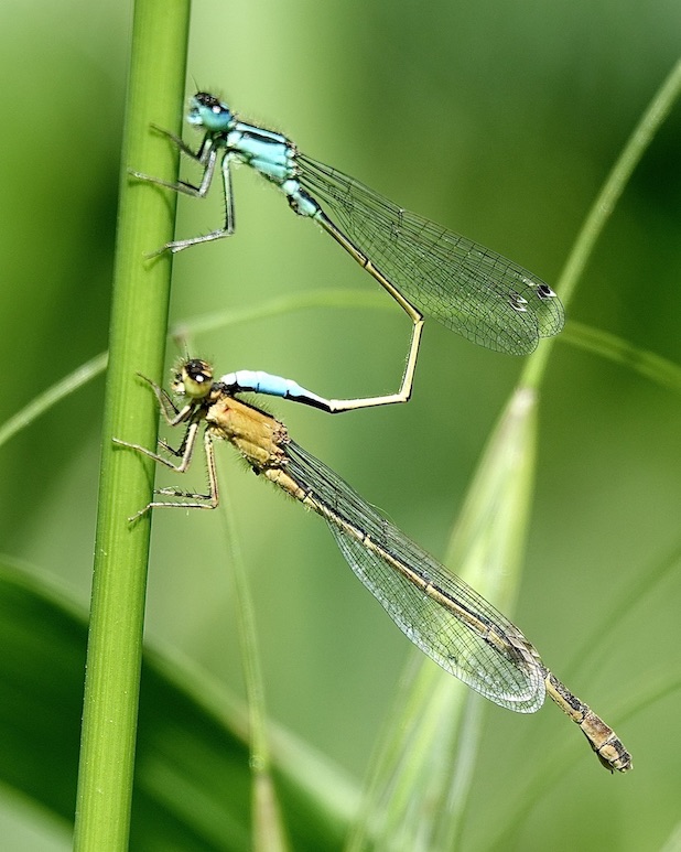 blue-tailed damselflies